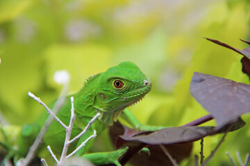 Iguana