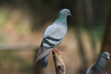 Closeup of Rock Pigeon