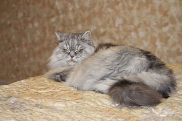 Gray , kawaii, cute, fluffy Scottish Highland Straight Longhair Cat with big orange eyes and long mustache in bed at home.