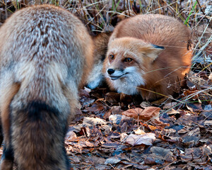 Fox stock photos. Red fox couple close-up profile view in the forest interacting with ears behind with brown leaves on ground and foliage background in their environment. Image. Picture. Portrait. 