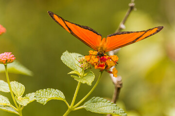 a beautiful orange butterfly on flower