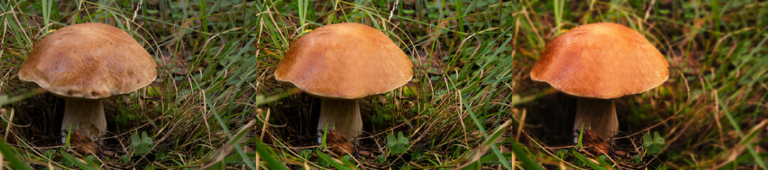 In September the rains came, and then all at once grew mushrooms: boletus and boletus,and boletus, and white.