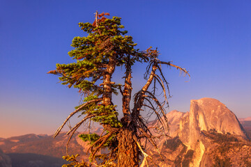 sunset close up with tree at Glacier Point lookout in Yosemite National Park, California, United States. View from Glacier Point: Half Dome, Liberty Cap, Yosemite Valley, Clouds Rest and Nevada Fall.