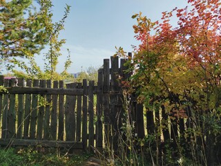 sunny landscape with autumn tree foliage near a wooden fence