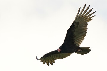 Turkey Vulture against the Sun
