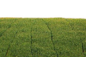 Corn in the corn field,Green corn field on white background
