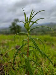 Fresh little newbie in lush green hills. Fresh green blurred grass background..