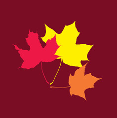 three maple leaf three colors red orange yellow on a burgundy background