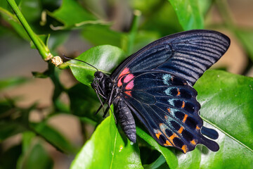 Great Yellow Mormon - Papilio lowi, beautiful large butterfly from Southeast Asian forests and meadows, Borneo, Indonesia.