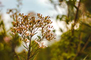 flowers in the spring