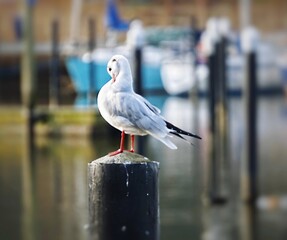 seagull on a pier