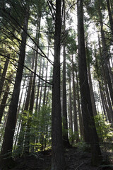 Obraz premium Sequenze sottili