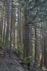 Serie di rami secchi