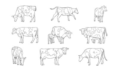 vector illustration of cow isolated on white background.