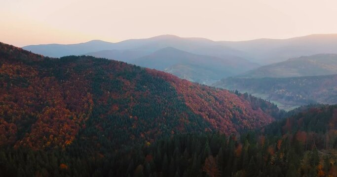 Flying over beautiful mountain forest in Carpathian mountains in autumn at sunset. Beautiful sunlight. Aerial view.