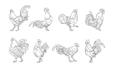 Fototapeta na wymiar vector illustration of rooster isolated on white background.