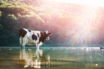 Cow watering in the river. Animal photography