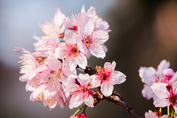 pink cherry blossoms