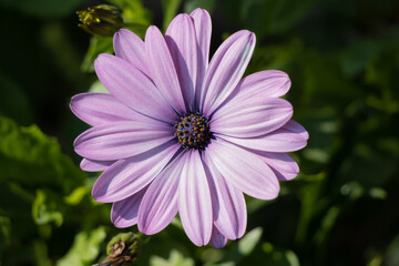 Obraz premium Purple Osteospermum flowering in an English garden on the last day of summer