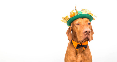 Vizsla dog with hat and bow tie for Thanksgiving or Halloween. Copyspace