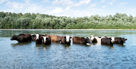 Cows watering in the river. Animal photography