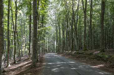 Fototapeta premium Strada in Vallombrosa