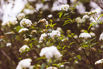 white flowers in the forest