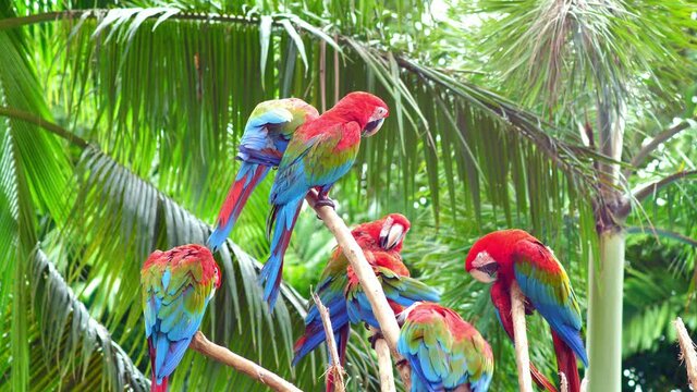 A group of colorful parrots perched on the branches in a shady of sky