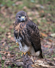 Hawk stock photos. Hawk close-up profile view perched displaying brown plumage, body, head, eye, beak, tail, feet,feathers with a blur background in its habitat and environment.