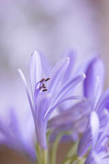 purple crocus closeup