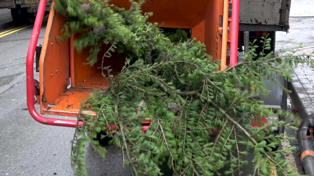 Tree surgeons put a tree branch through a chipping machine.