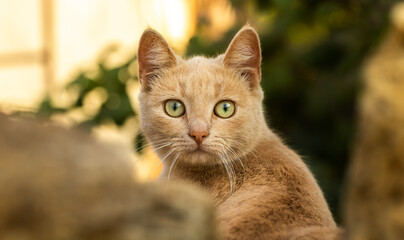 Portrait of a ginger kitten in an autumn setting in the village