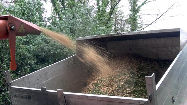 A chipping machine blows wood chippings into a waiting truck.