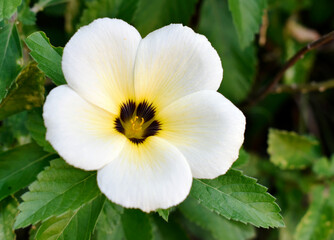 The white-pink-purple flowers are beautiful bouquet with green leaves growing in the park.