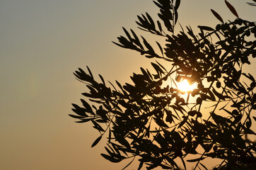 Silhouette of olive tree against sunset sky, closeup of branches, copy space