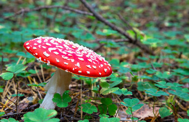 red fly agaric bright beautiful in the autumn forest