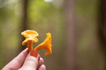 Cantharellus cibarius chanterelle In the forest among the moss. An edible mushroom.