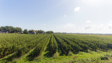 Fototapeta na wymiar Agricultural field near Leuth, The Netherlands 