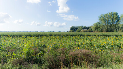 Fototapeta na wymiar Agricultural field near Leuth, The Netherlands 