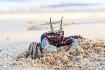 close up photo, funny little crab with big eyes, marine mammal on the island of koh samui in thailand, decapod crustacean