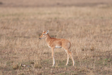 Naklejka na ściany i meble Young Topi antelope in Masai Mara Kenya Africa 