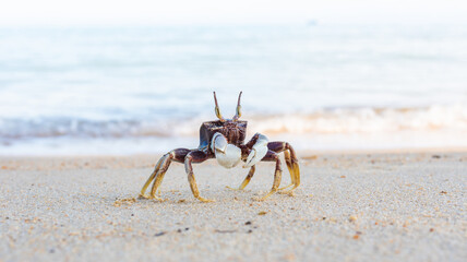 funny little crab with big eyes, marine mammal on the island of koh samui in thailand, decapod crustacean