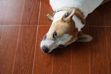 a dog laydown on the floor looking at camera 