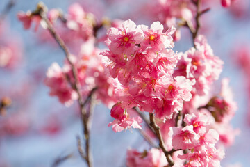 pink cherry blossoms