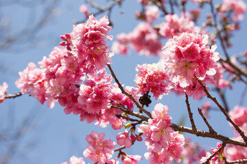 blossom in spring