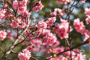 Fototapeta na wymiar pink cherry tree