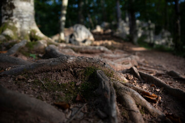 Fototapeta na wymiar Tree roots, ground and rocks at the mountain