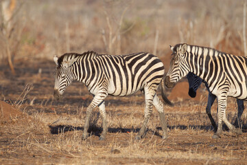 Obraz na płótnie Canvas Common Zebra in South Africa