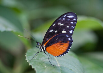 Fototapeta premium Beautiful Butterfly in Garden