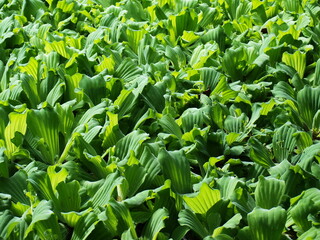 Water lettuec (Pistia stratiotes L.). The leaves hit the morning light with a beautiful pale green tone for the background wallpaper. Selective focus
